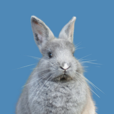 Knaagdier voederbak kopen met naam op happy-woef